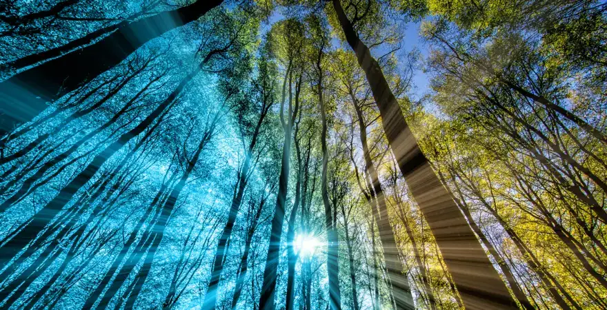 Pohled na stromy ze země